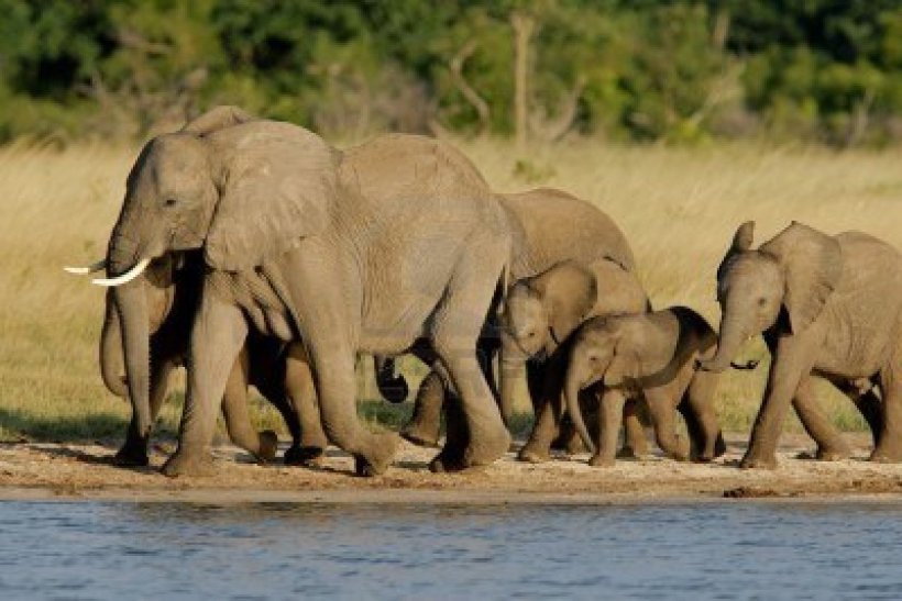 927020-mandria-di-elefanti-africani-loxodonta-africana-ad-una-waterhole-parco-nazionale-di-hwange-national-